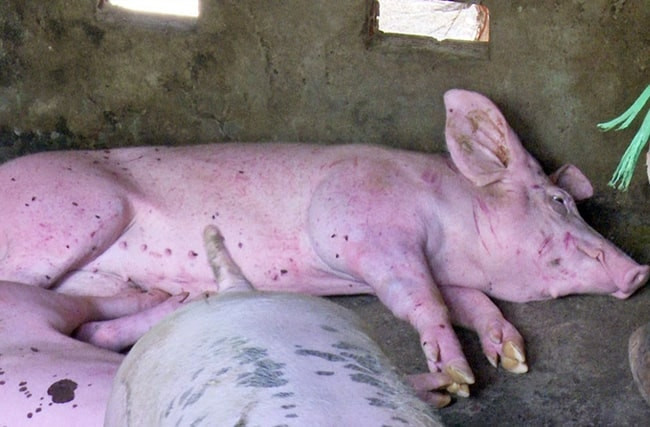 Bộ Y tế sẽ kiểm tra đột xuất các bếp ăn tập thể và cơ sở ăn uống tại Hà Nội và Ninh Bình