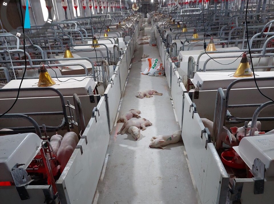 Gần 500 con lợn chết vì... thiếu cám sẩy ra tại trại lợn Hoà Phát trước vụ việc  vỡ đường ống nước thải gây ô nhiễm. 