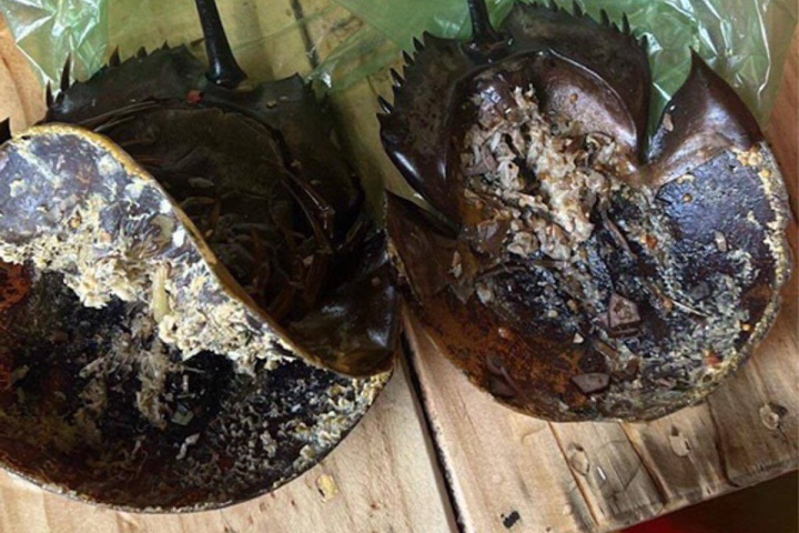 Khánh Hòa:  Ngộ độc thực phẩm nghi ăn nhầm so biển