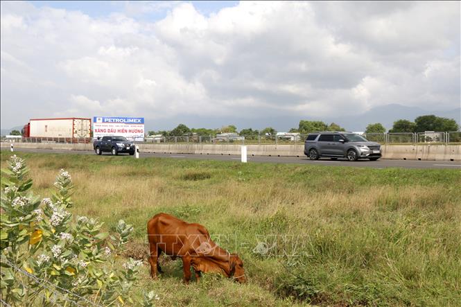 Đàn bò chạy gây hai vụ tai nạn trên cao tốc Vĩnh Hảo - Phan Thiết