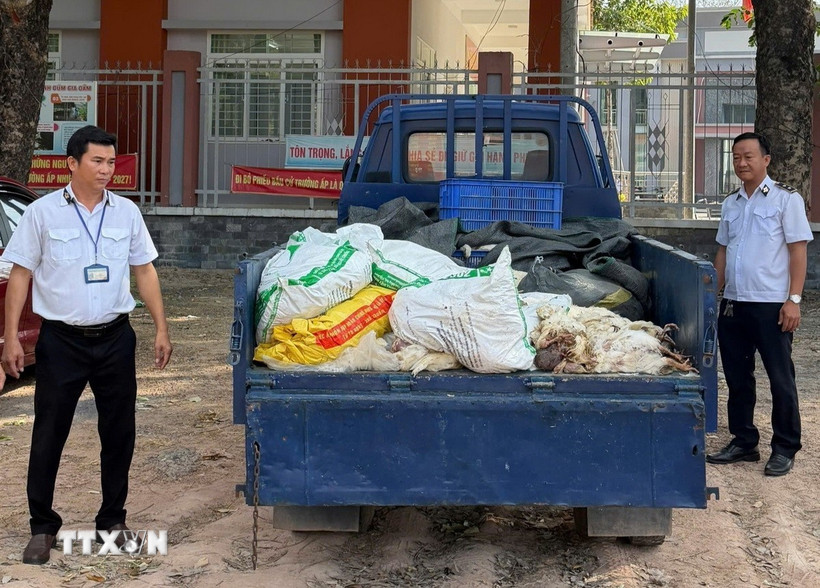 TP Hồ Chí Minh xử lý vụ vận chuyển hơn 200kg gà chết đi tiêu thụ