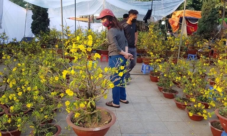 Phường Hoàng Mai tổ chức chợ hoa xuân phục vụ Tết Nguyên đán Bính Ngọ 2026