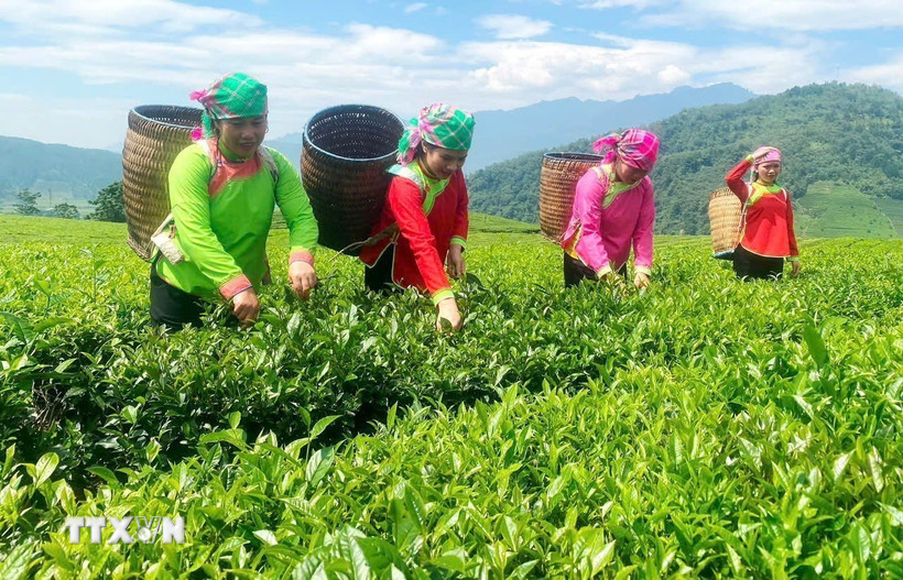 Đại hội XIV của Đảng: Kỳ vọng những quyết sách tạo đột phá cho vùng cao