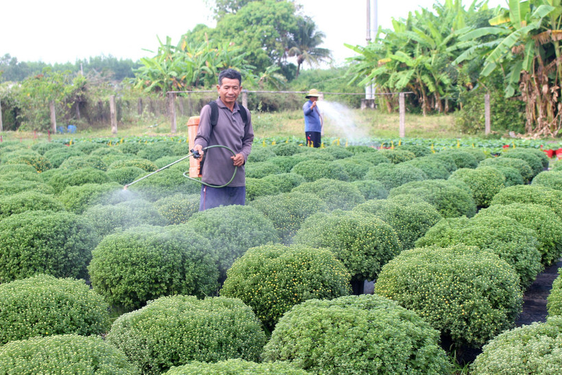 Lâm Đồng: Vụ rau, hoa phục vụ Tết Bính Ngọ vào giai đoạn 