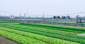 Có phải xác nhận lại hạn sử dụng đất trước khi chuyển nhượng, tặng cho?