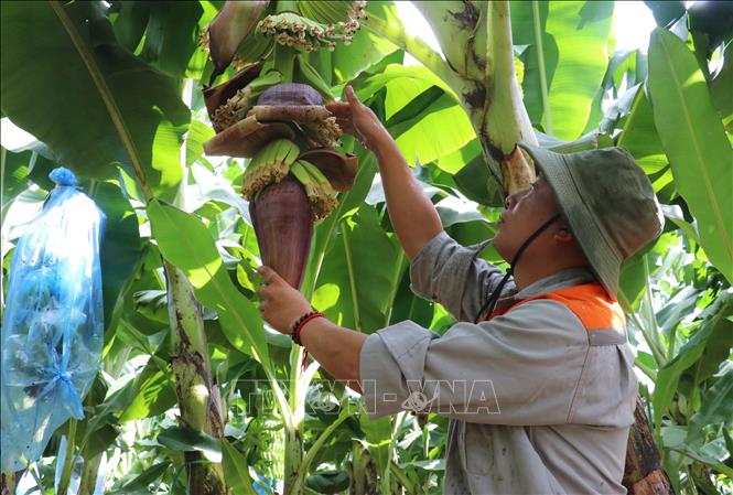 Ứng dụng AI và công nghệ số thúc đẩy nông nghiệp Tây Ninh
